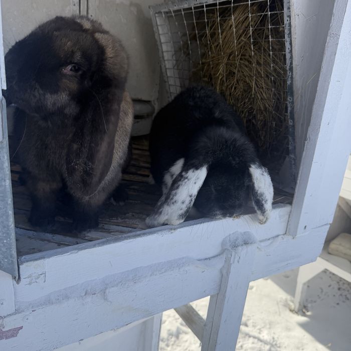 Кролики французский баран