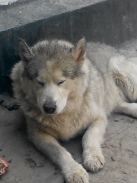 Аляскинский маламут