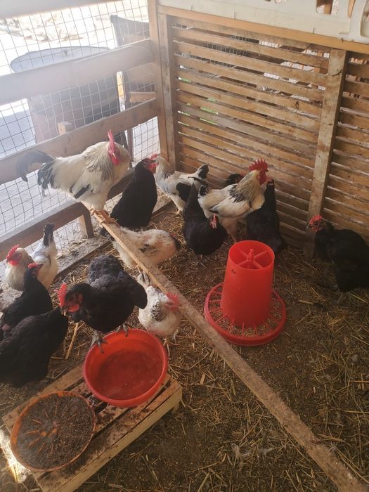 Uyda boqilgan tovuqlar sotiladi
