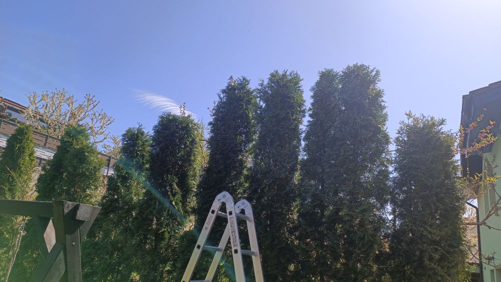 Taieri de rodire, plantare, altoire, formare pomi, îngrijire conifere