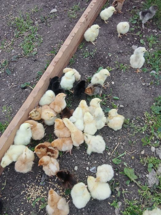 Продаи домашних цыплят