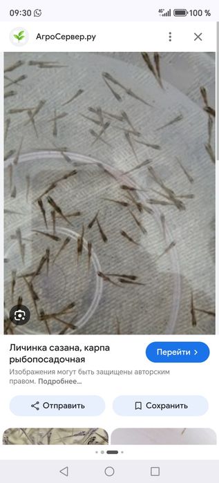 Продается личинка, малёк сазана, карпа, толстолобика