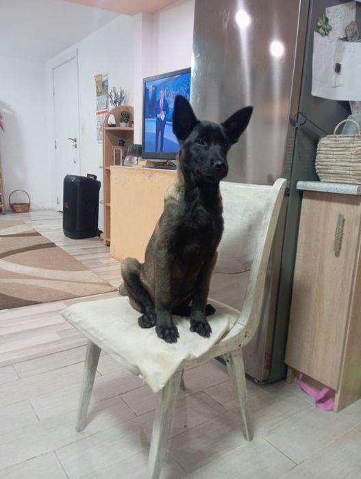 Женско малиноа на 4 месеца