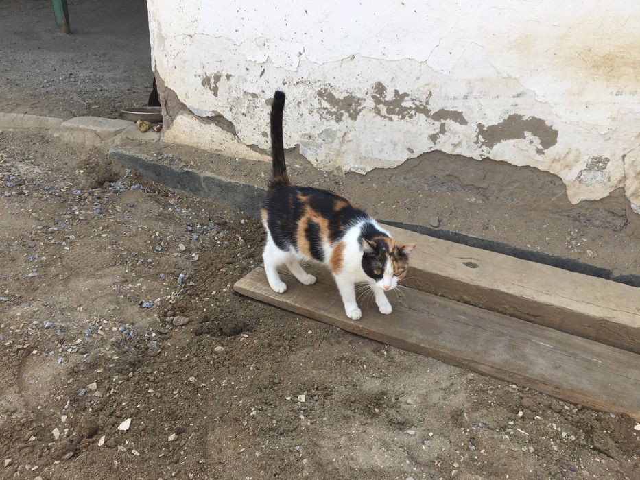 Отдам стерилизованную кошку