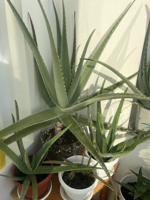 Алое Вера - предлагам 2 вида стайно растение Алое - за зеленина и красота у дома. Алоето има и лечебни свойства.