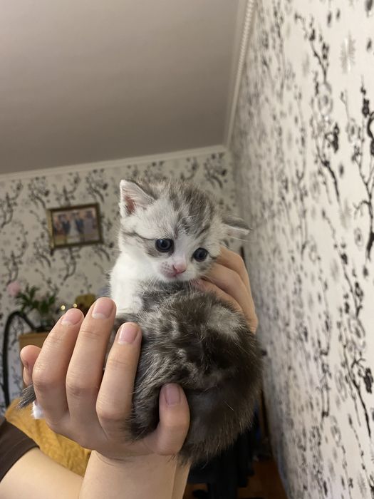 Британская короткошерстная кошка