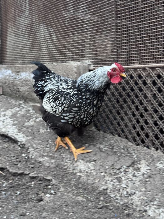 Cocoș din rasa wyandotte argintiu.