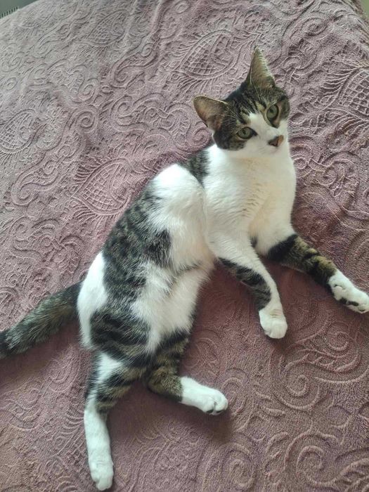 Коте Сърцелина си търси дом