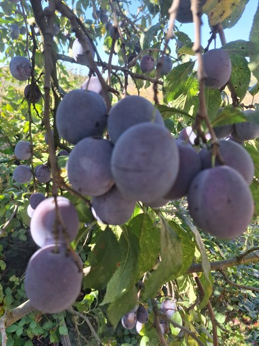 Prune de vanzare