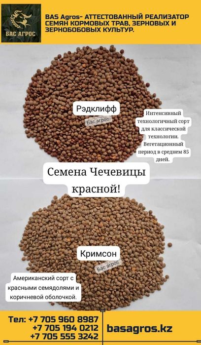 семена чечевицы красной / зелёной