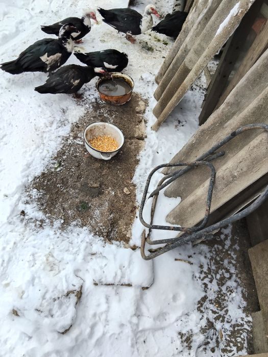 Rațe mute și rățoi  2025