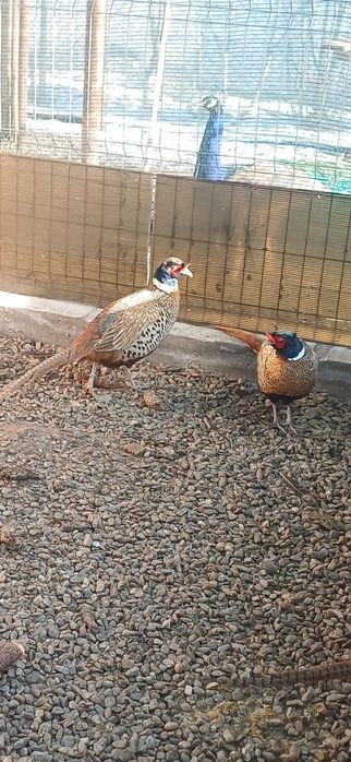 Mascul fazan platină 2025