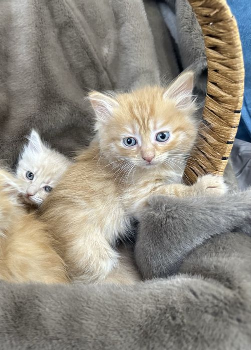 Шотландцы котятки