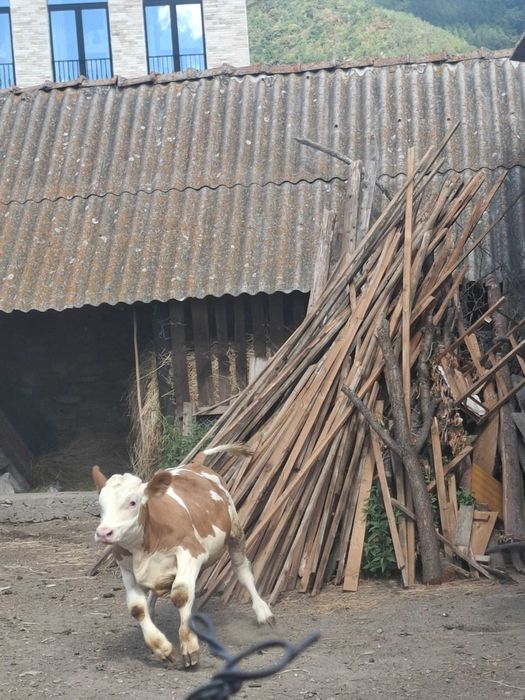 Vând vițel 6 luni