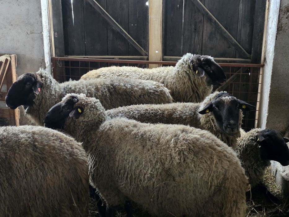 Berbeci Suffolk de Vanzare