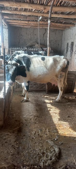 Ona bola sigir sotiladi bolasi urgochi