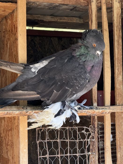 Pereche creti francezi