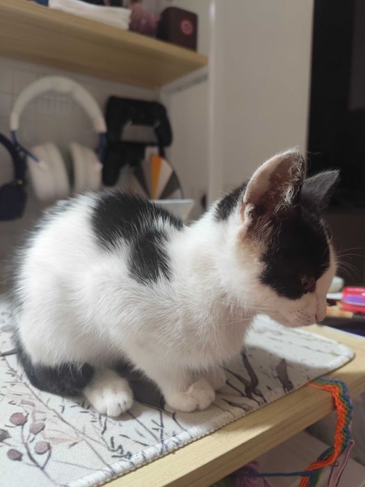 Котенок в добрые руки
