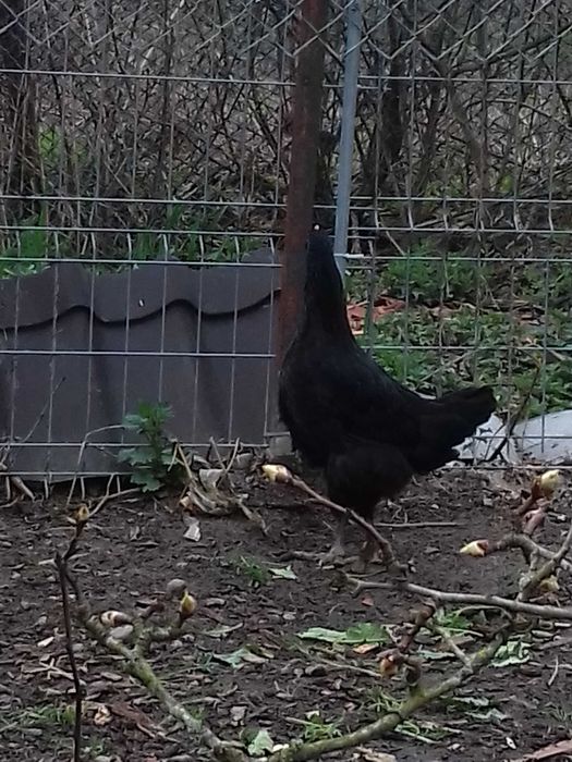 Vand o puicuță marans negru-arămiu