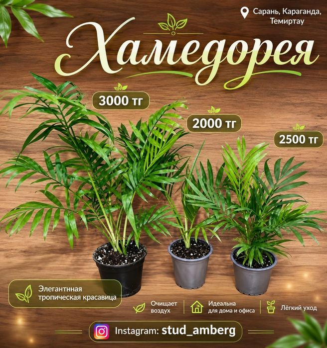 Хамедорея,гименокаллис,аспарагус