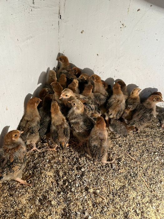 Цыплята кучинские.