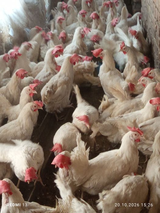 Продам кур несушек