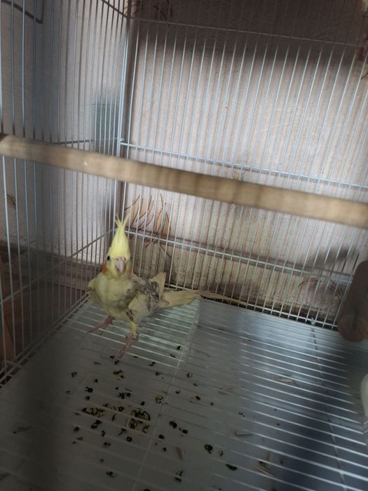 Karella sotiladi tayyor parra