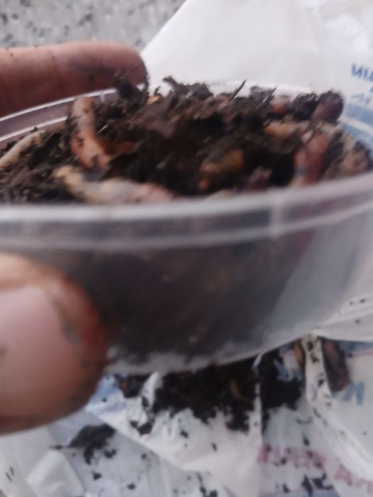 Земен червей за риболов жилав издържлив за мирни риби 20 25 броя черве