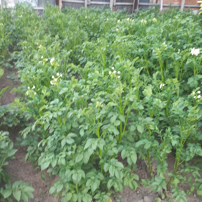 Продам дачу летний вариант