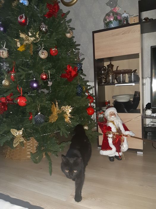 Пропал кот , помогите!