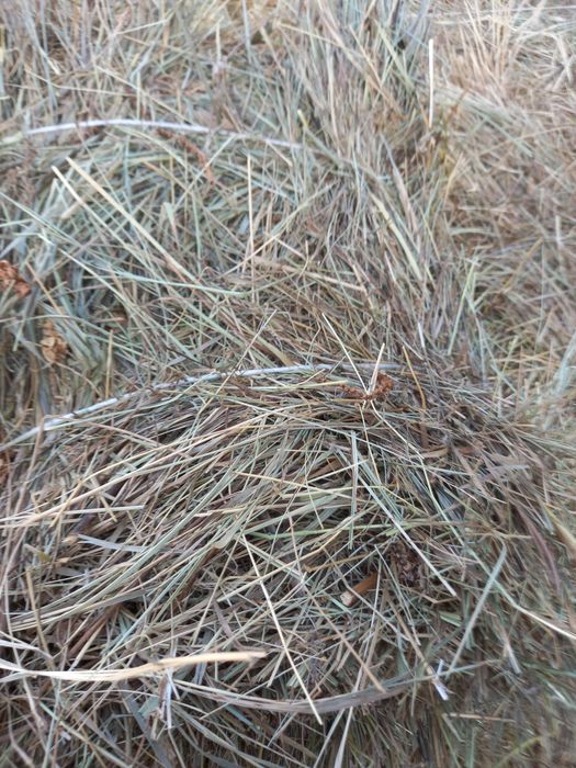 Сено шөп житняк шөп