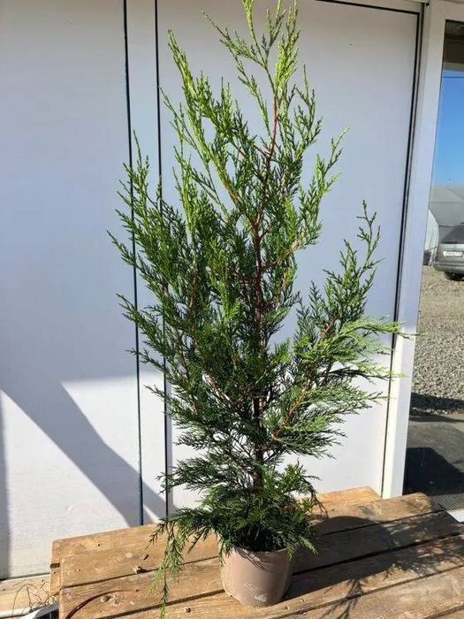 Туя Брабант и Лейланди в саксия 200+см Здрави, гъсти растения ТОП ЦЕНА