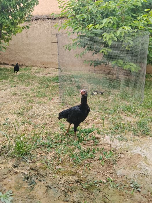 Assalomu alaykum 3 ta Dakan joja  tovuq sotiladi