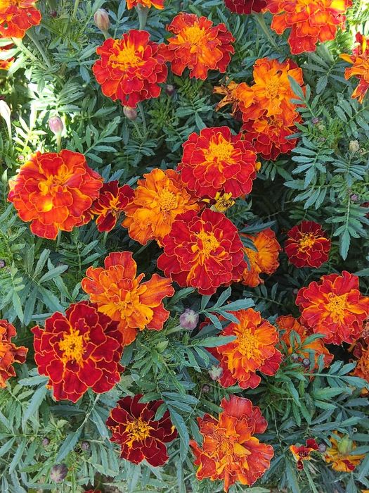 Местные  саженцы