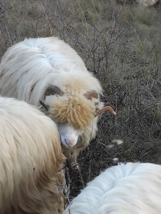 Vând 5 berbeci cu origine