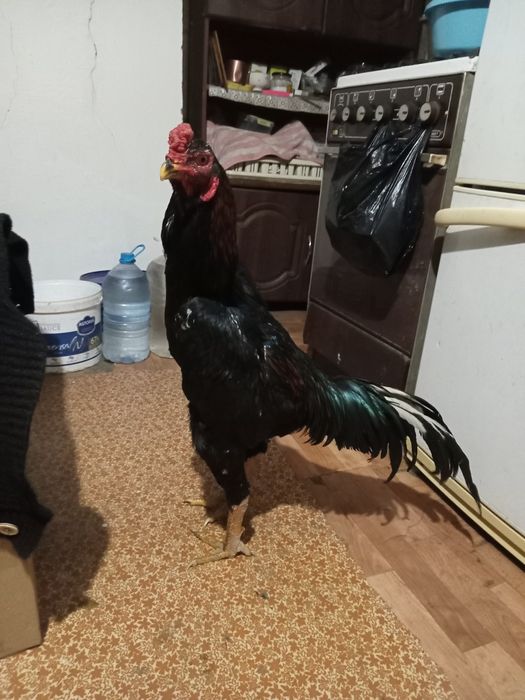 Продам  петуха бойцовый