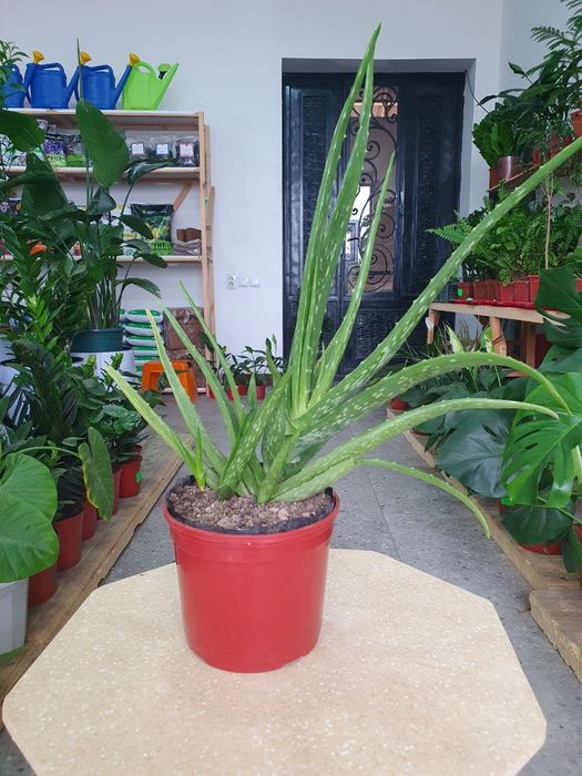 Aloe vera Алоэ вера