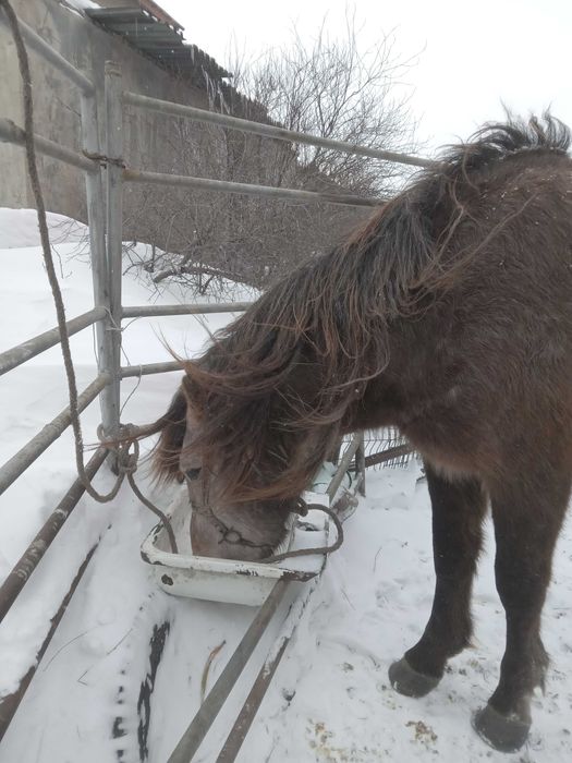 Продаётся жеребец- айгыр