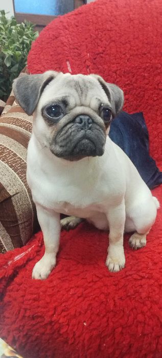 Продавам Кученце Мопс