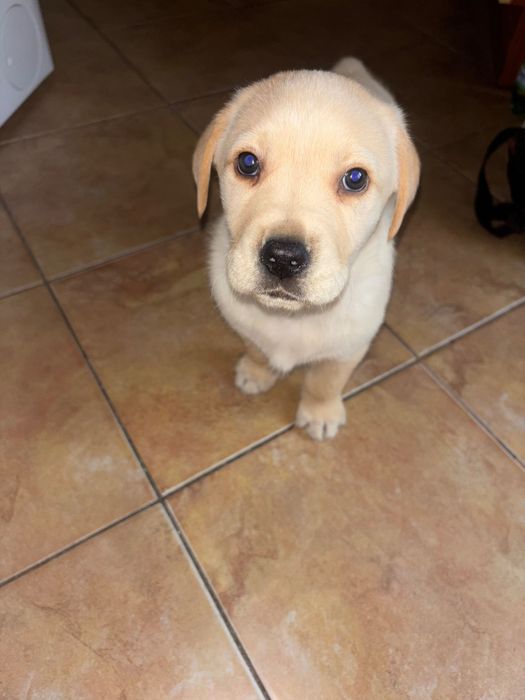 Подарявам куче за повече лс