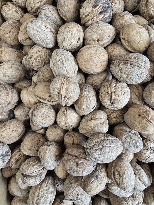 Орех с черупка градински