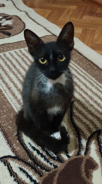 Продам кошечку в добрые руки