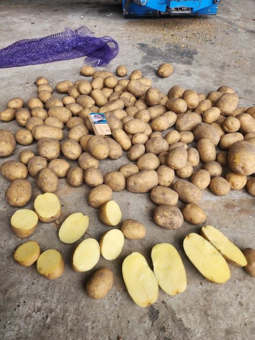 Картофель в Павлодаре
