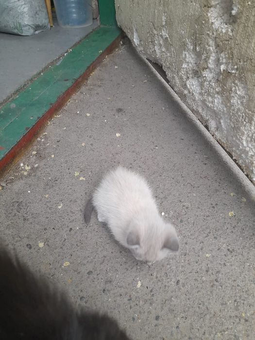 Котенка в добрые руки