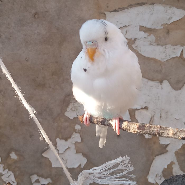 попугай, ЧИТАТЬ описание