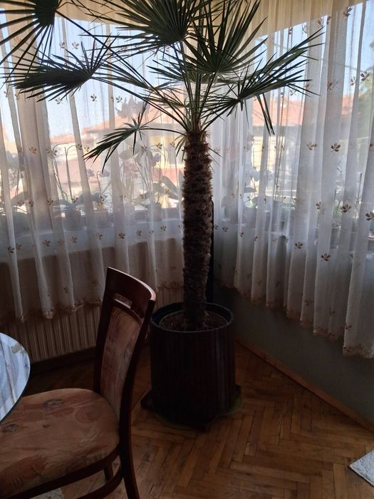 Финикова палма в саксия