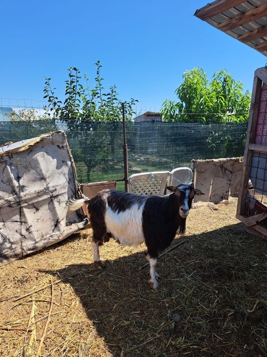 Capre mature si iede de anul trecut