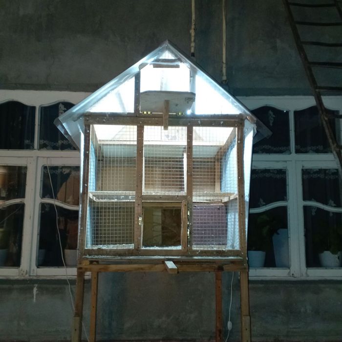 Sotiladi kaptar inni 1 parxona 5 ta vechelka