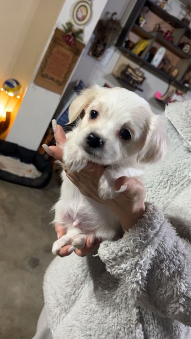 Bichon maltez de vanzare