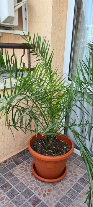 палма., многогодишна, Бенджамин